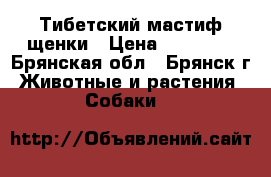 Тибетский мастиф щенки › Цена ­ 25 000 - Брянская обл., Брянск г. Животные и растения » Собаки   